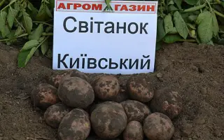 Свитанок киевский / Світанок київський