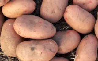 Славянка / Слов'янка