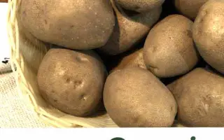 Сувенір чернігівський