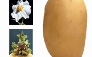 Talent / Талент