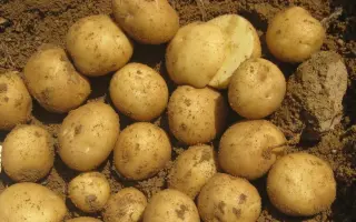 Taurus / Таурас