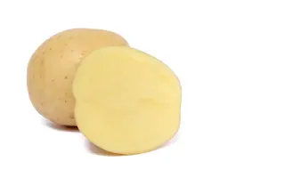 FAVOLA / ФАВОЛА