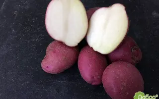 Flamenco / Фламенко