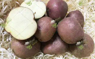 Червона рута