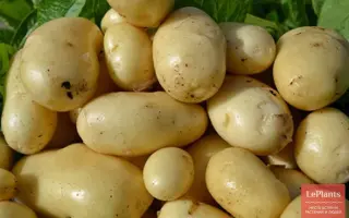 Anosta / Аноста