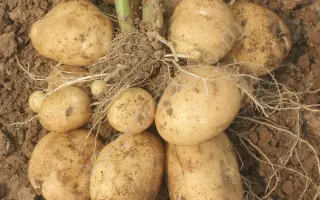 Arielle / Аріелль