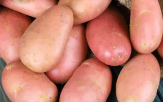 Asterix / Астерікс