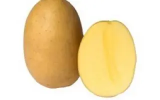 Bellaprima / Беллапріма