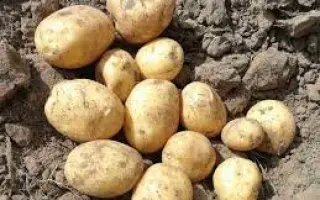 Burana / Бурана