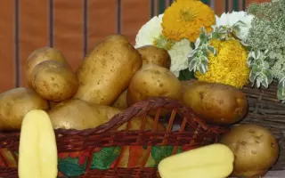 Vitara / Вітара