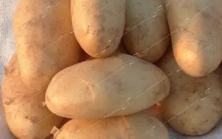 Goldika / Голдіка