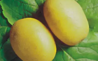 Delikat / Делікат