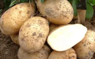 Zolushka F1 / Золушка F1