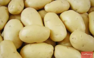 Impala / Імпала