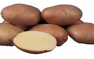 Kondor / Кондор