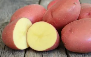 Courage / Кураж