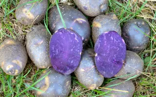 Лыбидь / Либідь