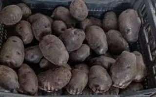 Малыч / Малич