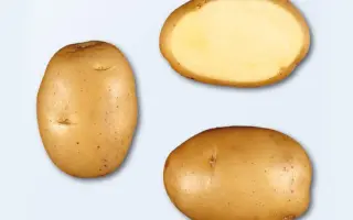 Минерва / Мінєрва