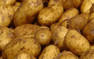 Nikita / Нікіта