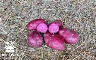 Полесский розовый / Поліська рожева