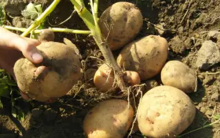 Поліська ювілейна