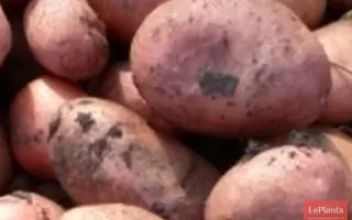 Пост 86 (Саманта) / Пост 86