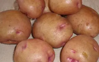 Пролисок (Бархатный) / Пролісок