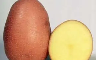 Rosalind / Розалінд