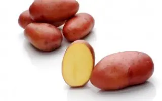 Rosara / Розара