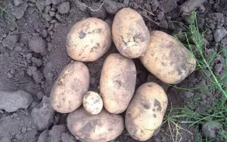 Savanna / Саванна