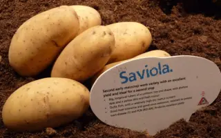 SAVIOLA / САВІОЛА