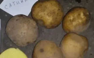 Satina / Сатіна