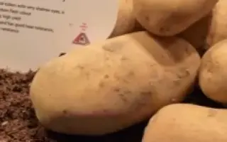 Faluka / Фалука