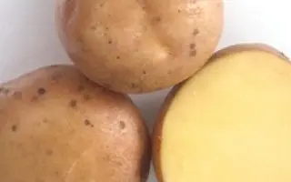 Чернігівська рання