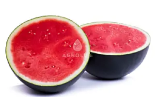 Amaltea / Амалтея