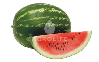 Amphion / Амфіон