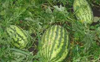 Astrakhan F1 / Астрахан F1