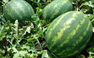 Ataman / Атаман