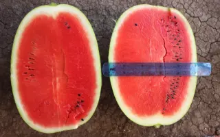 BALATON / БАЛАТОН