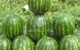 BARHAN / БАРХАН