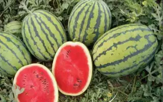 Bedouin / Бедуін