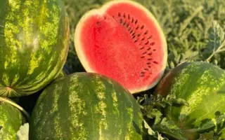 Bombeiro / Бомбейро