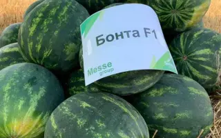 Bonta F1 / Бонта F1