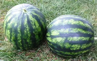 Bostana F1 / Бостана F1