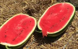 BRYXBERRY / БРІКСБЕРРІ