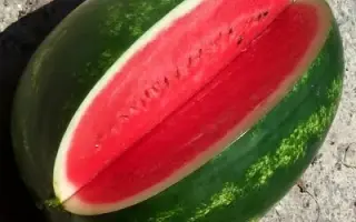 Vasco F1 / Васко F1