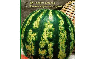 GALAKTIKA / ГАЛАКТИКА