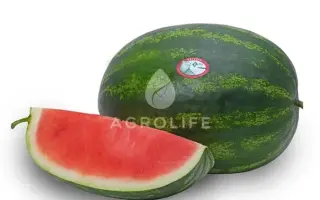 GRIZZLY / ГРІЗЛІ