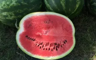 GREEN JAR / ГРІН ДЖАР